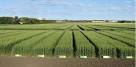 Durum Wheat Improvement — NDSU Ag CMS