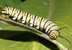 Caterpillar