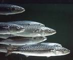 Atlantic Mackerel