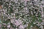 Plant of the Week: Clematis montana | landscape architecture Blog