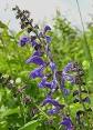 SALVIA - Wikipedia, the free encyclopedia