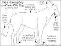 Cape Hunting Dog Printout- EnchantedLearning.