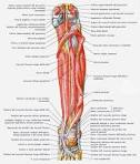 Muscolo flessore lungo delle dita del piede | Anatomia normale