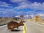 Free Desktop wallpaper downloads Animals - Huge collection of ...