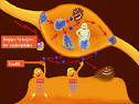<b>Endorphins</b>-feel-good chemicals