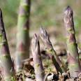 How to grow Asparagus | EnviroGardener