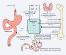 Major Mediators of <b>Calcium</b> and