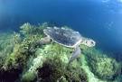 Sea Turtle Photos - Office of Protected Resources - NOAA Fisheries