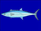 Mackerel