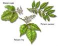 <b>Poison</b> | Community Pet Hospital, Tigard OR