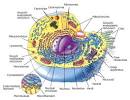 cytoskeleton/cytoplasm | Publish with Glogster!