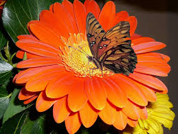 http://t3.gstatic.com/images?q=tbn:ANd9GcQX7pU5TzfteQzkeiZHJNq_9yPyqC8ZnO_YinucunYGLaKCnO0K