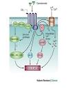 Figure 1 : Cannabinoids: potential anticancer agents : Nature ...