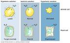 hypertonic + isotonic + hypotonic solutions « BioPleasure