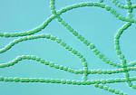 <b>Cyanobacteria</b> rank among the