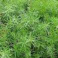 Asparagus densiflorus 'Sprengeri' - Asparagus Fern
