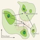 Figure 2 : Evolutionary biology: Speciation : Nature