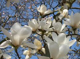 magnolia