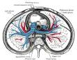 <b>Pericardium</b>