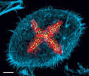 Image competition   Article   Nature Reviews Molecular Cell Biology