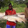 carps over 5 kg >> Labeo coubie