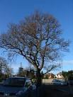 SP3078 : Oak by the Wing Wah. near to Eastern Green, Coventry, Great Britain - via Daymix