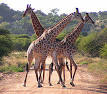 South Africa - Wikipedia, the free encyclopedia