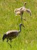 Christy Yuncker Photo Journal - Alaska Sandhill Cranes Dancing