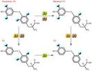 JCI - Deiodinases: implications of the local control of thyroid ...