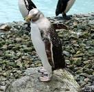 Penguin, Belfast Zoo - via Daymix
