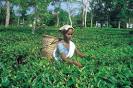 Eastern Himalayan Tourism Foundation :: Siliguri, West Bengal, India