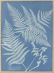 File:Anna Atkins - Pteris aquilina - Google Art Project.jpg.