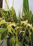 Orchids