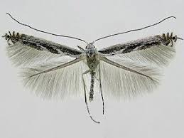 Attēlu rezultāti vaicājumam “Lyonetia prunifoliella”