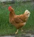 Chicken Animal Wildlife