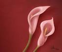 Painter X: Pink Calla Lilies « studio|chris · Greenwood, SC