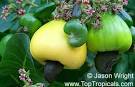 Anacardium occidentale, Cashew Nut, Cashew Apple, Caju - TopTropicals.