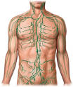 Symptoms of Syphilis