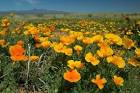 Mexican poppies at their peak - via Daymix