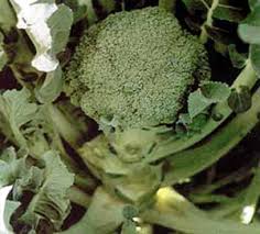CAVOLO BROCCOLO