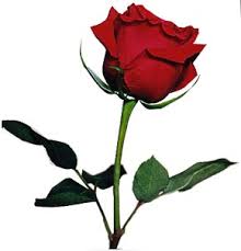 [صورة: images?q=tbn:ANd9GcQZChFfzN4N6yeyehhMhs9...X37imCo6xA]