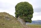 in shape of human skull at - via Daymix