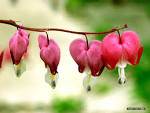 荷包牡丹图片bleeding heart - 图蛙