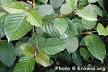 Kratom; Ketum; Kakuam; Ithang;