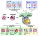Cellular Differentiation Diagram