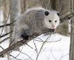 Opossum - Wikipedia, the free encyclopedia