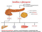glucagone pronunciation