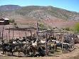 Desertification - Wikipedia, the free encyclopedia