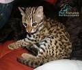 Asian Leopard Cat - Pet Encyclopedia