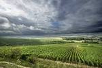 Chablis: Chardonnay Never Had It So Good